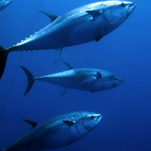 Blue Fin Tuna