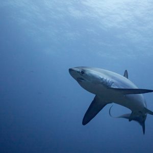Thresher Shark