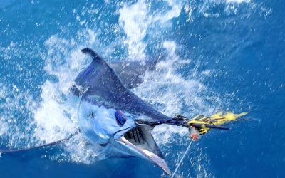 2022 / 23 Dates for La Gomera (Canaries) – UPDATE