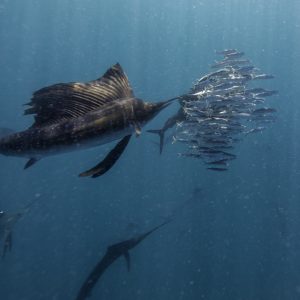 Game Fishing Barbados