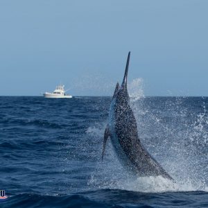 Game Fishing Cape Verde
