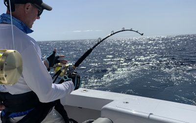 NEWS FLASH Blue Marlin Competition Canaries 2024