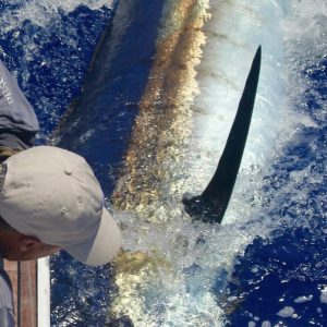 Game Fishing Madeira