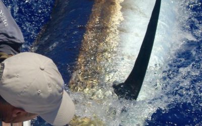 Game Fishing Madeira