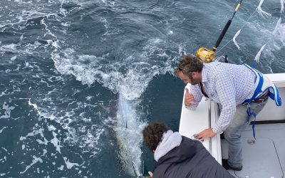 Another step closer to an English Bluefin Catch and Release Recreational Fishery 2024